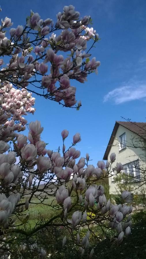Ferienwohnung Rheinblick Bad Bellingen Εξωτερικό φωτογραφία